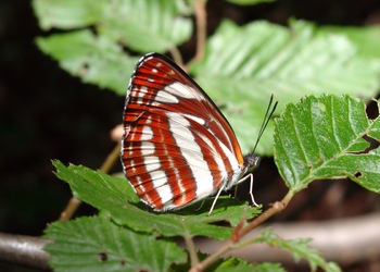 Schwarzbrauner Trauerfalter (Neptis sappho) - © Emanuel Trummer